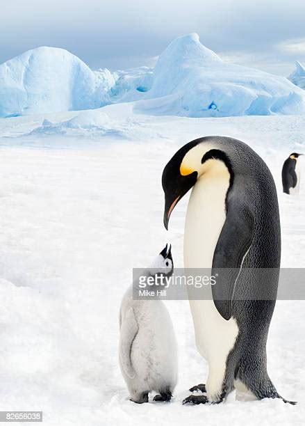 Adult Emperor Penguin With Chick Aptenodytes Forsteri Snow Hill Antarctica Photos And Premium