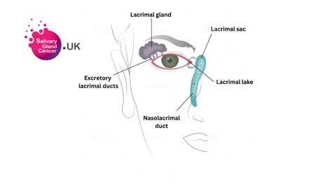 Secretory Glands The Lacrimal Gland Salivary Gland Cancer Uk