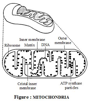 What is the Structure and Function of Mitochondria - CBSE Library