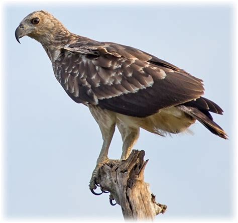 Bird Watching Birding On Sri Lanka Saarc Region Grey Headed Fish Eagle