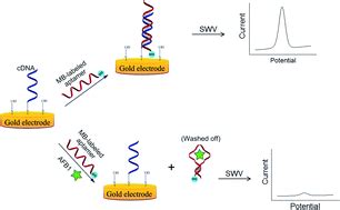 A Competitive Electrochemical Aptamer Based Method For Aflatoxin B1