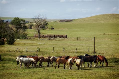 Free Images Landscape Nature Grass Field Farm Meadow Prairie