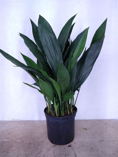 Buy Aspidistra elatior, Cast Iron Plant | Free Shipping over $100