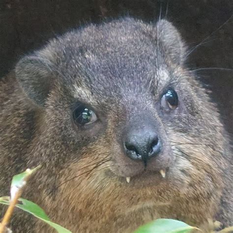 Grrr : r/hyrax