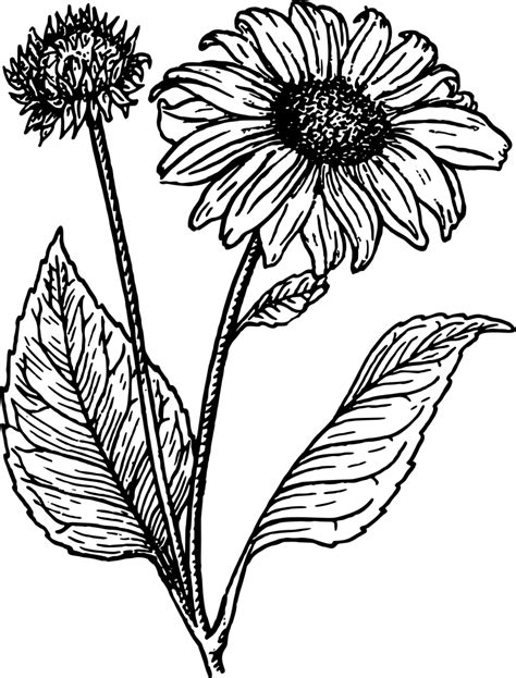 20 Sunflower Drawing Ideas For Beginners HARUNMUDAK