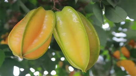 How To Grow Starfruit From Seedling To Harvest Forestry