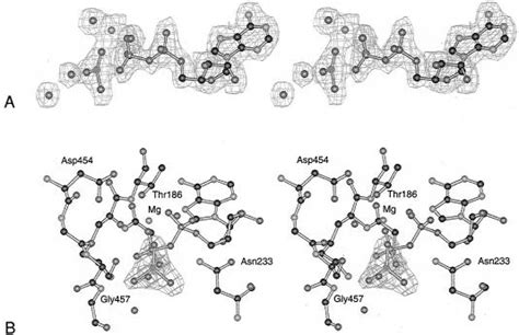 Stereoview Of The Electron Density Associated With The Nucleotide