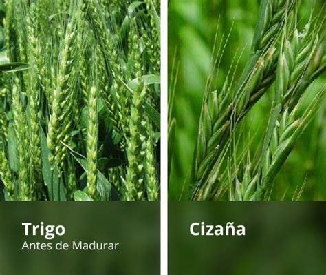 Trigo Y Ciza A Herbs Bible Parsley