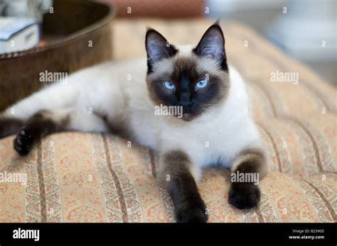 Seal Point Siamese Cats