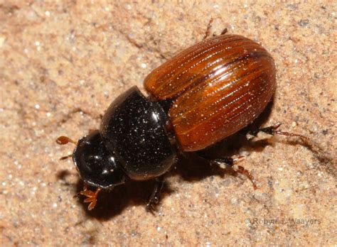 Scarabaeidae Beetles Of The Cuyamaca Mountains