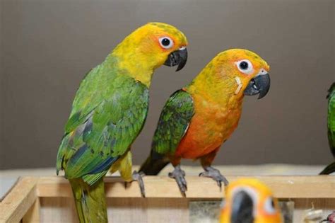 Jenday Conure Facts, Pet Care, Diet, Behavior, Price, Pictures