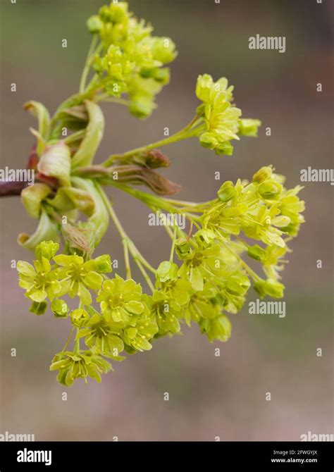 Acer Platanoides Blumen Fotos Und Bildmaterial In Hoher Aufl Sung Alamy