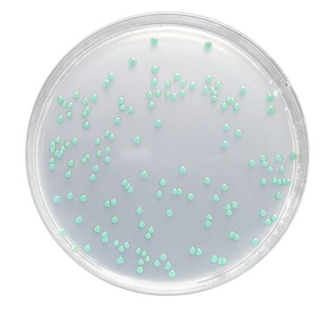 Listeria Agar Base Acc Ottaviani And Agosti