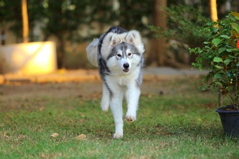 Wooly Husky Facts About Wooly Siberian Huskies With Faqs