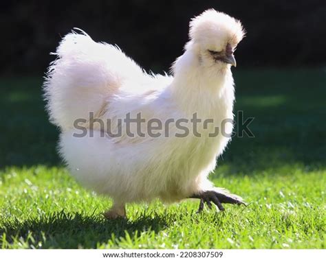 Hen With C Shutterstock