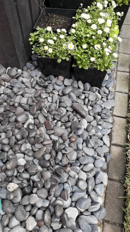 Decorative Pebbles Bunnings Shelly Lighting