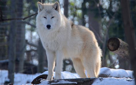 Wolf Full HD Wallpaper and Background Image | 2880x1800 | ID:461730