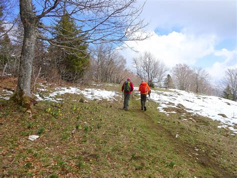 Narzissen Rundwanderung Orvin Les Pr S D Orvin Cabane Du Jura