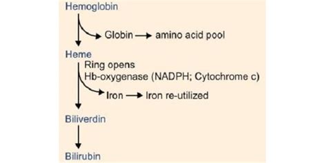 Disorders Of Heme Biosynthesis New