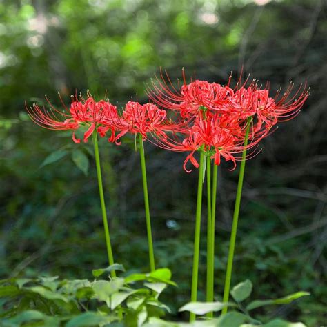 Red Spider Lily Bulbs For Sale Lycoris Red Radiata Trio Easy To Grow Bulbs