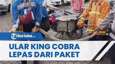 Viral Video Ular King Cobra Lepas Dari Paket Hampir Serang Kurir