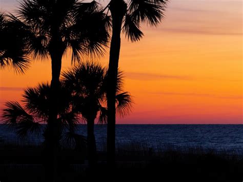 Palm Trees Trees Sunset Branches Sky Horizon Dark 4k Wallpaper Toppng