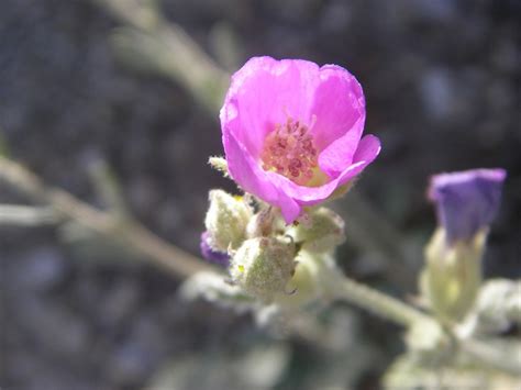 Pink Desert Globe Mallow Sphaeralcea Ambigua Landscaping Plants