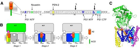 Figure 3 Amyloid Beta Peptide Generation By Gamma Secretase