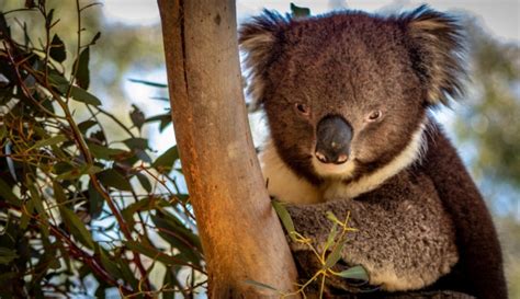 Australia Declara A Los Koalas Como Especie En Peligro Gm Noticias