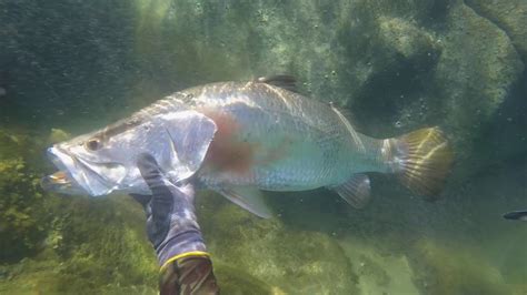 Spearfishing Barramundi Far North Queensland Youtube