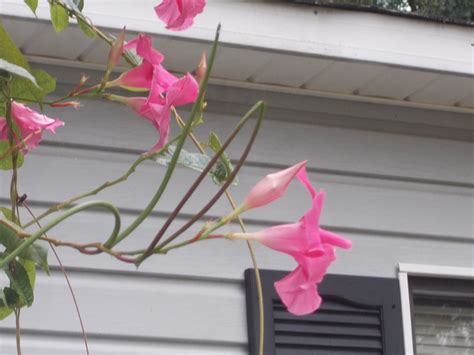 Mandevilla Seed Pods Walter Reeves The Georgia Gardener