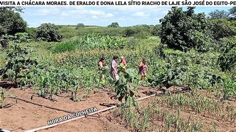 HORA DA COLHEITA CHÁCARA MORAES SÍTIO RIACHO DE LAJE SÃO JOSÉ DO EGITO