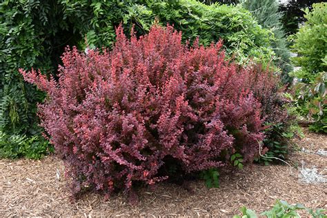 Ruby Carousel Japanese Barberry Berberis Thunbergii Bailone In