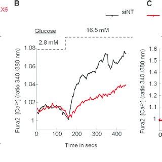 RFX6 Knockdown In EndoC BH2 Cells Leads To Impaired Insulin Expression