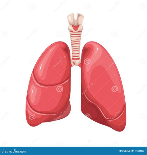 Polmoni Umani Organi Interni Parte Del Sistema Respiratorio Trachea E