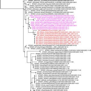 Maximum Likelihood Phylogenetic Tree Of The H Gene Segments