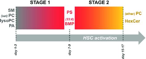 Graphical Overview Of Lipid Dynamics During The Two Activation Download Scientific Diagram