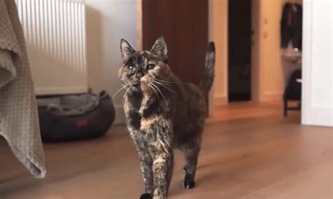 Regardez Flossie le plus vieux chat du monde Quel âge pensez vous qu