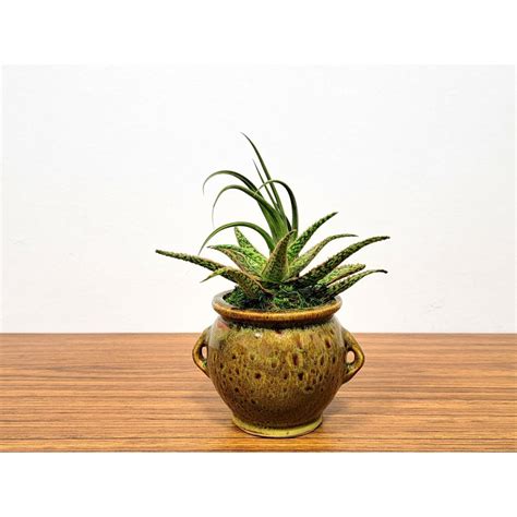 Round Stoneware Vase With Air Plants Succulent Pack Wholesale