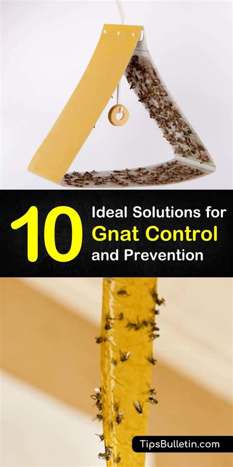 10 Ideal Solutions for Gnat Control and Prevention