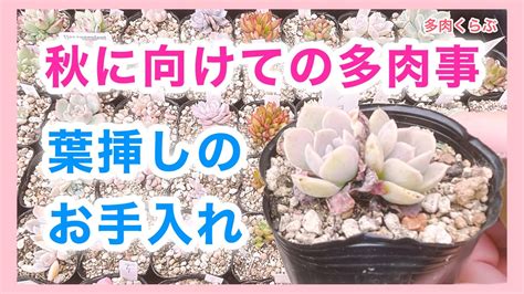 【多肉植物】秋の寄せ植えに使いたい🍁成長した葉挿しの枯葉取り ️オルトランdx追加で多肉を守る ️秋に向けての多肉事 Youtube