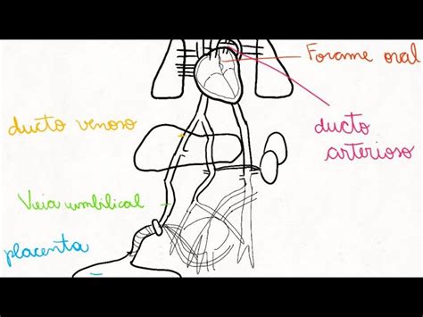 Fetal Heart Circulation Animation