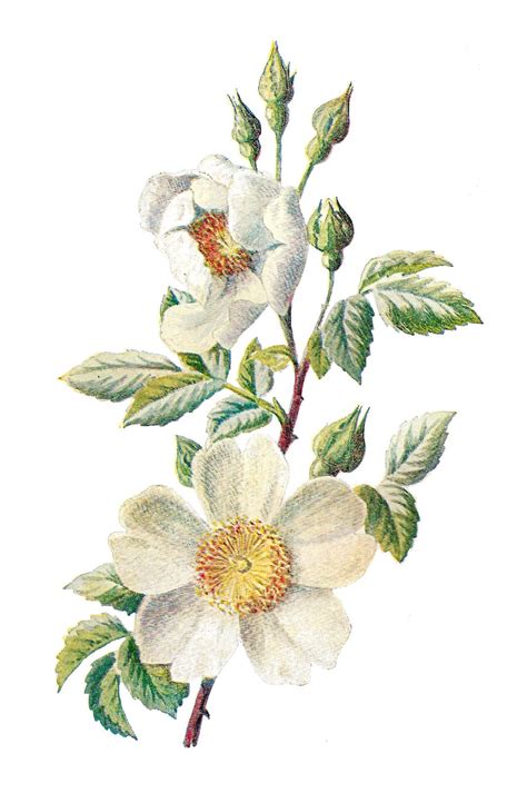 Antique Images: Stock Wildflower Botanical Digital Artwork Flower Illustration Downloads