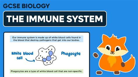 The Immune System Gcse Biology Youtube