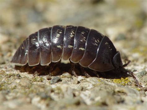 Isopod Investigations | thewatershed.org