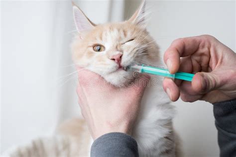 Cat Getting Medication With Syringe Stock Image Image Of Area Cute