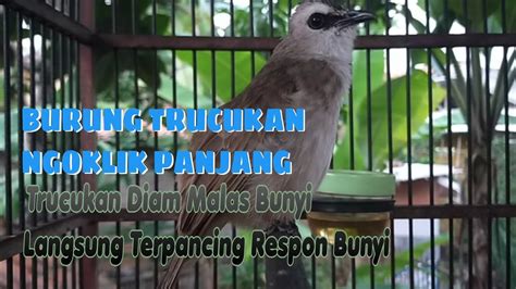 Burung Trucukan Ngoklik Panjang Trucuk Diam Malas Bunyipun Langsung