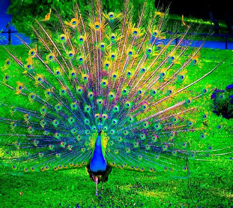 Aggregate Peacock Wallpaper Hd P Latest Tdesign Edu Vn