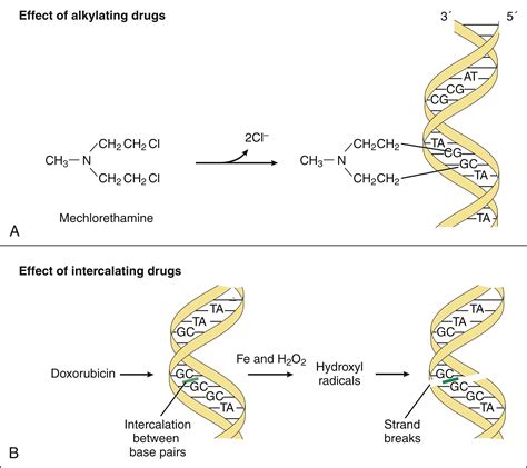 Antineoplastic and Immunomodulating Drugs | Basicmedical Key