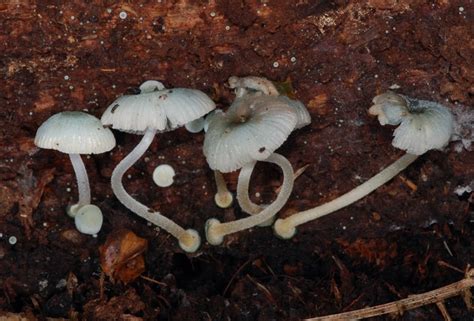 Virtual Mycota Mycena Interrupta